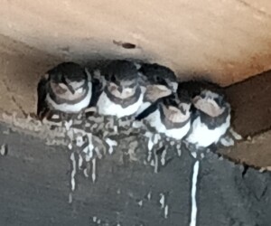 つばめが巣立ちました🐣