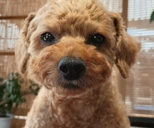 ちび太🐶バースデー